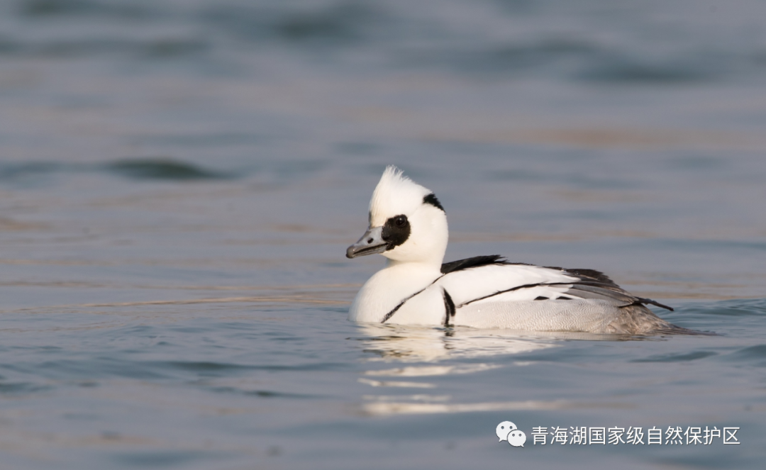 青海湖国家级自然保护区一级重点保护野生动物增加至19种